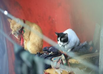 UBA decomisa mascotas en allanamiento