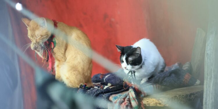 UBA decomisa mascotas en allanamiento