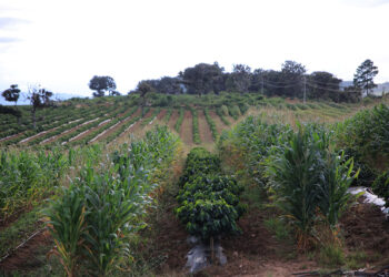 ¿La canícula disminuirá las lluvias? conozca lo que señala nuestro análisis agrometeorológico