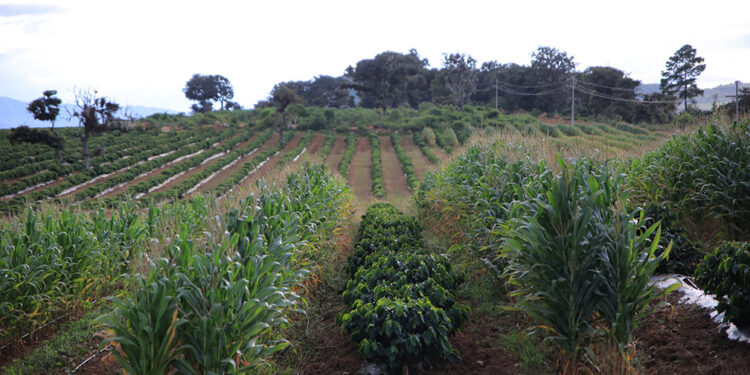 ¿La canícula disminuirá las lluvias? conozca lo que señala nuestro análisis agrometeorológico