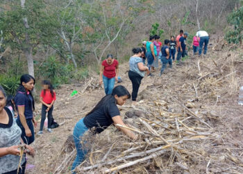 La conservación de los suelos mejora la producción agrícola