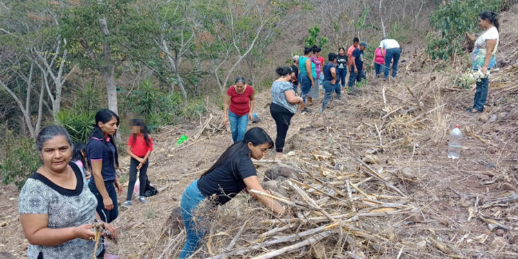 La conservación de los suelos mejora la producción agrícola