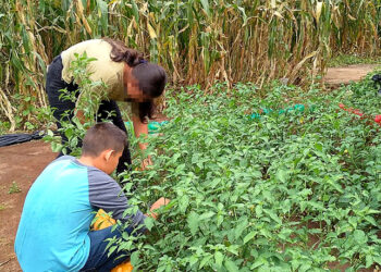 Abundantes cosechas de los huertos escolares