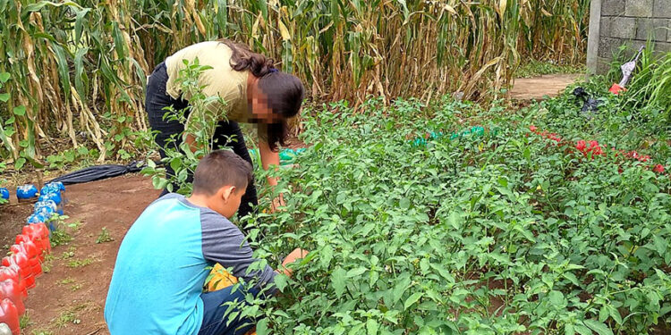 Abundantes cosechas de los huertos escolares