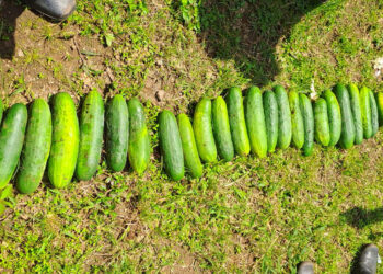 Alumnos recogen su cosecha de pepinos