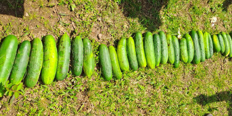 Alumnos recogen su cosecha de pepinos