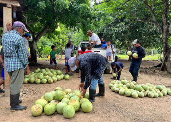 Apoyan colecta de cosecha de sandía en Poptún