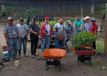 Área de nacimiento de agua reforestada con plantas de caoba