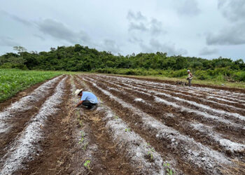 Brindan asistencia técnica en La Libertad, Petén