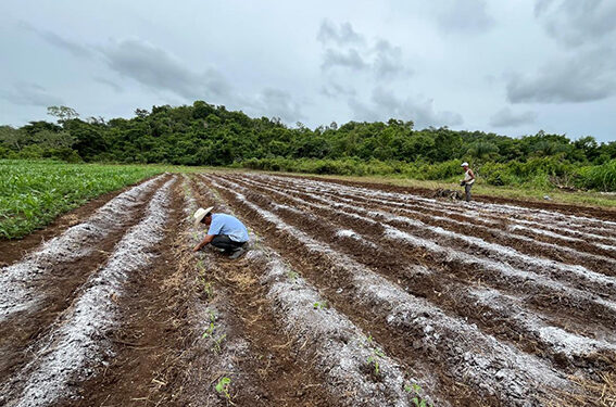 Brindan asistencia técnica en La Libertad, Petén