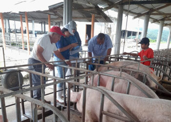Brindan asistencia técnica en Melchor de Mencos