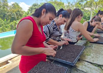 Capacitan a mujeres en producción de invernadero