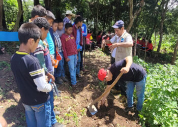 Cosecha de papa contribuye con la seguridad alimentaria