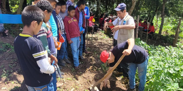 Cosecha de papa contribuye con la seguridad alimentaria