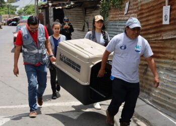 Entrega voluntaria de animales a la UBA