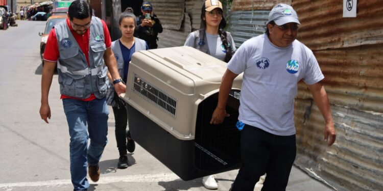 Entrega voluntaria de animales a la UBA