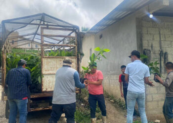 Entregan plantas de cacao en la zona sur de Petén