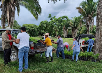 Entregan plantas forestales a ganaderos en Petén