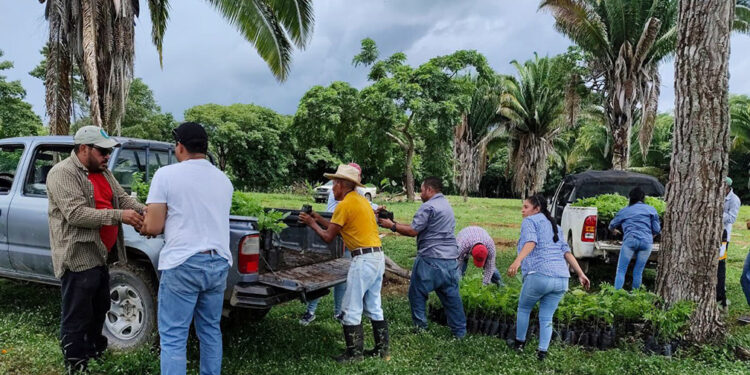 Entregan plantas forestales a ganaderos en Petén