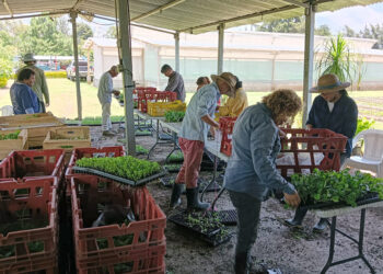 Escuelas de Jutiapa reciben 130,200 pilones de hortalizas