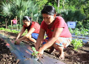 Familias de Camotán trabajan proyectos resilientes a crisis climáticas