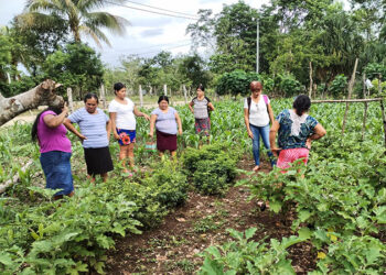 Fortalecen agricultura local en Santa Ana, Petén