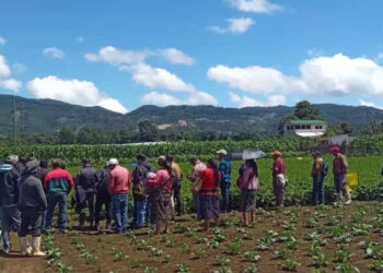 Fortalecen cadena del cultivo de papa en Chimaltenango