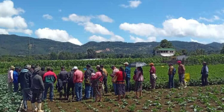 Fortalecen cadena del cultivo de papa en Chimaltenango