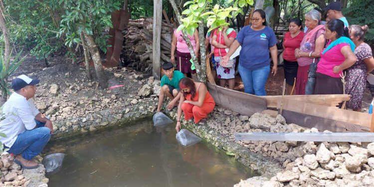 Fortalecen crianza de tilapia San Andrés, Petén