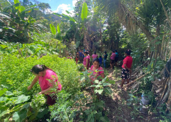 Huertos comunales favorecen a 49 familias