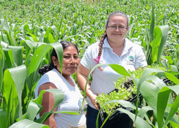 Impulsan Sistema Milpa en San Pedro Ayampuc