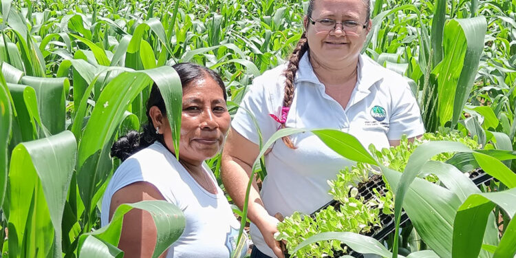 Impulsan Sistema Milpa en San Pedro Ayampuc