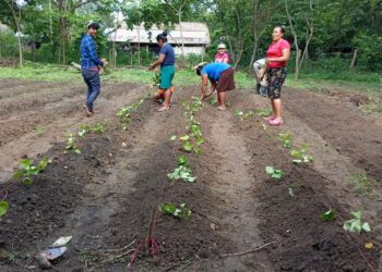 La Seguridad Alimentaria se fortalece con los huertos familiares