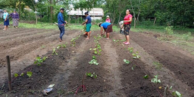 La Seguridad Alimentaria se fortalece con los huertos familiares