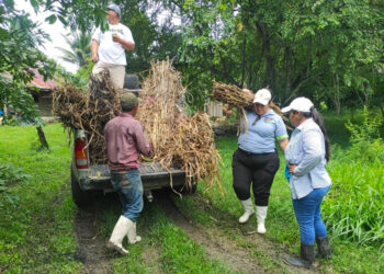 Lanzan proyecto de ganadería sostenible en Petén
