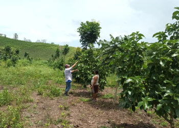 Ofrecen asistencia técnica en Petén
