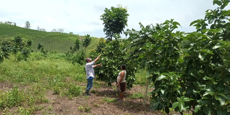 Ofrecen asistencia técnica en Petén