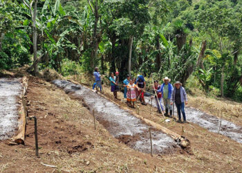 Preparan terrenos para establecer huertos comunales en Olopa