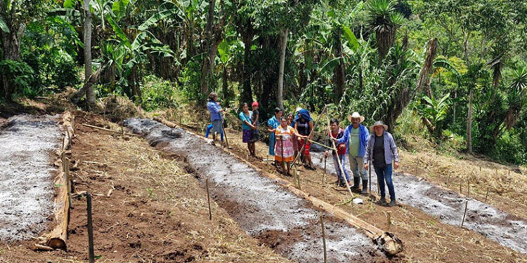 Preparan terrenos para establecer huertos comunales en Olopa