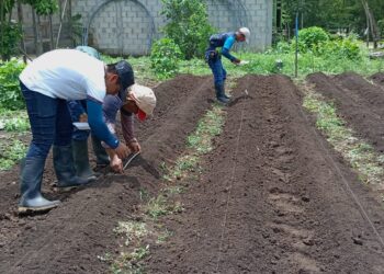 Promueven cultivo de hortalizas en Sayaxché