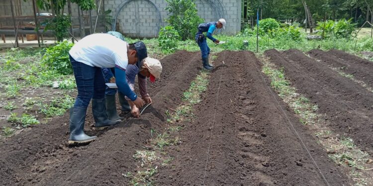 Promueven cultivo de hortalizas en Sayaxché