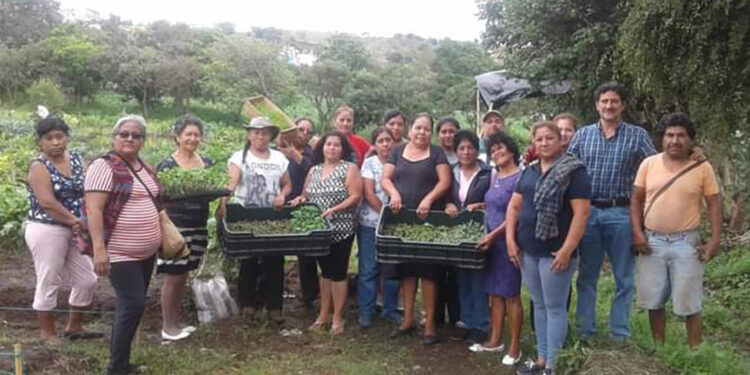 Se brinda seguimiento y asistencia técnica a huertos familiares de Villa Nueva
