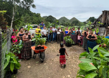 Se entregaron 700 plántulas de Cacao en Poptún