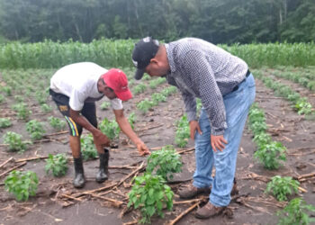 Verifican proceso en parcela demostrativa en Petén