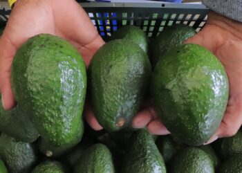 A pocos pasos de concretarse exportación de aguacate Hass a Estados Unidos