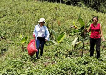 Apoyan cosecha de camote en huerto comunitario