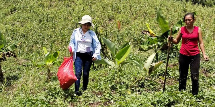 Apoyan cosecha de camote en huerto comunitario