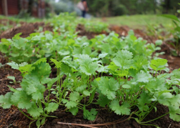 Brindan asistencia técnica en huertos pedagógicos