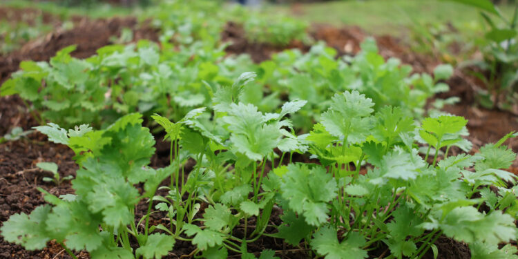 Brindan asistencia técnica en huertos pedagógicos