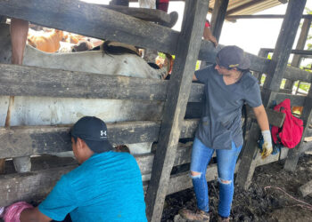 Capacitan a nuevos técnicos pecuarios